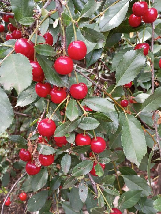 Продам дачу текстильщик 1