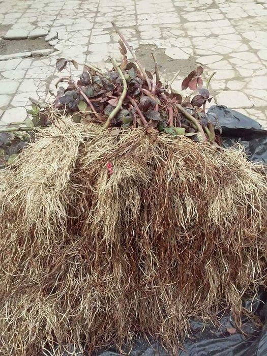 Butasi de mur Thornfree