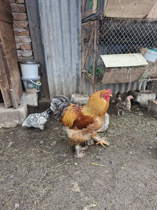 Cocoș Metiș de Brahma