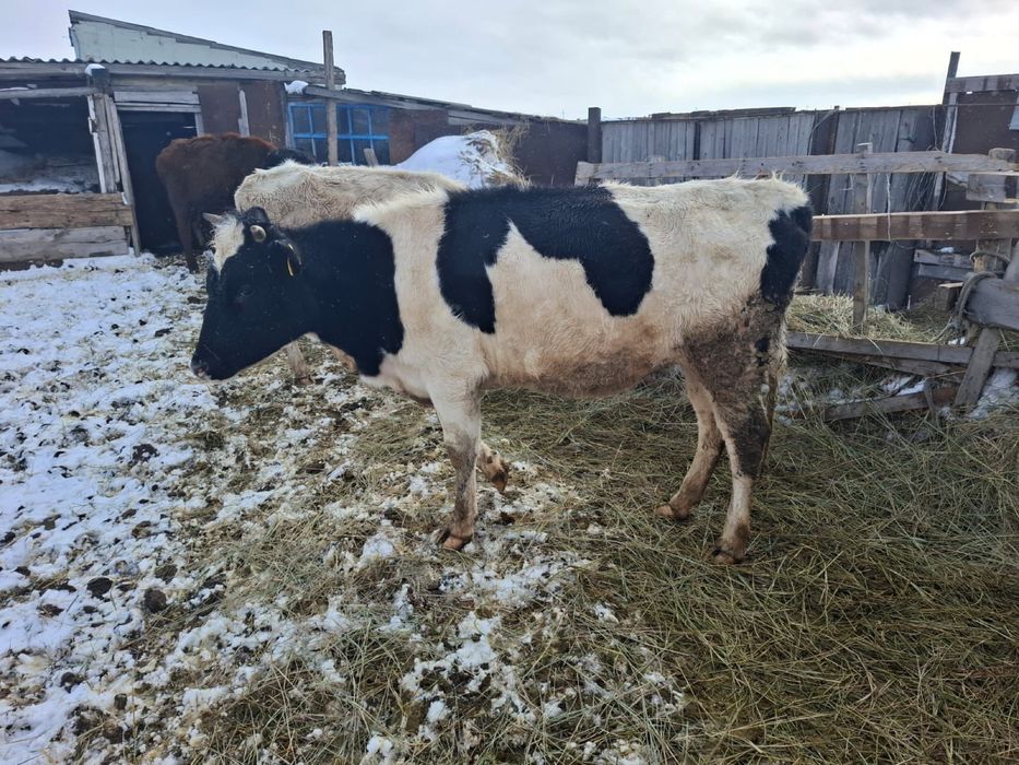 Продам КРС телки 4 шт