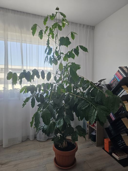 De vanzare arbore de cafea
