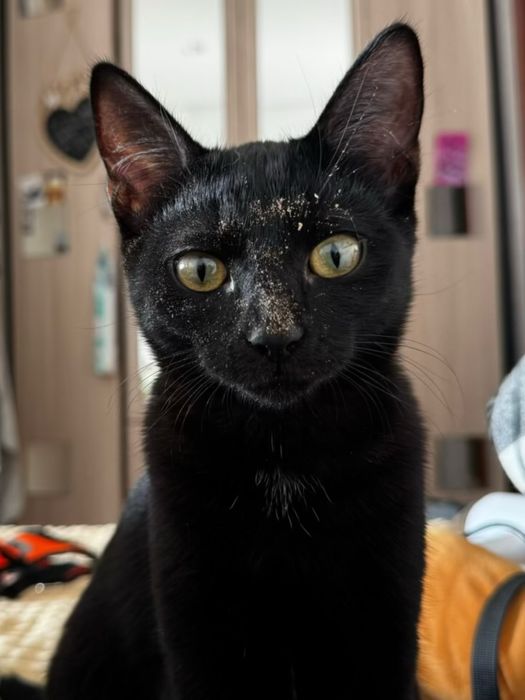 Кошка
