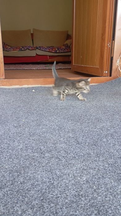 Котята в хорошие руки