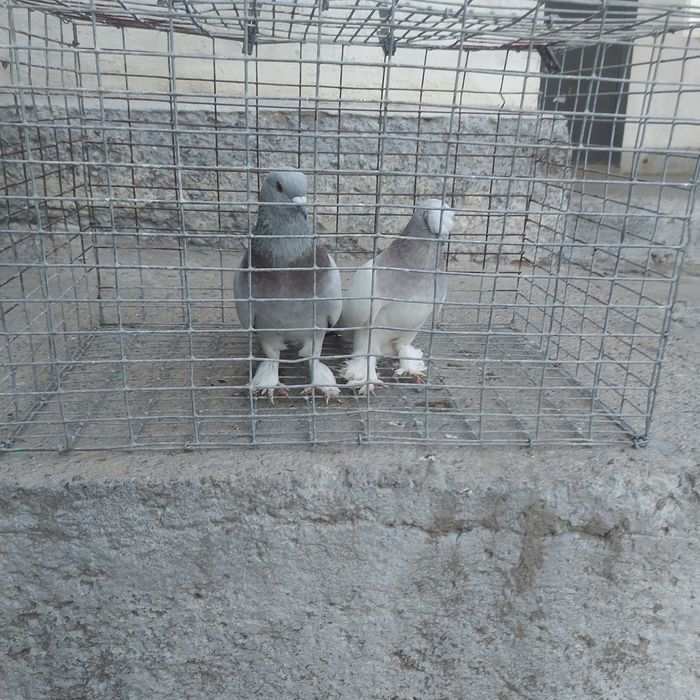 Такла пара лет с игрой самец тяга