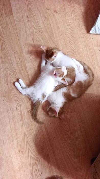 котета на 8 седмици