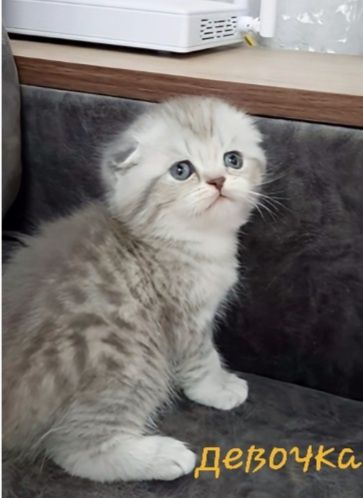 Готовятся к продаже чистокровные шотландские вислоухие котятки