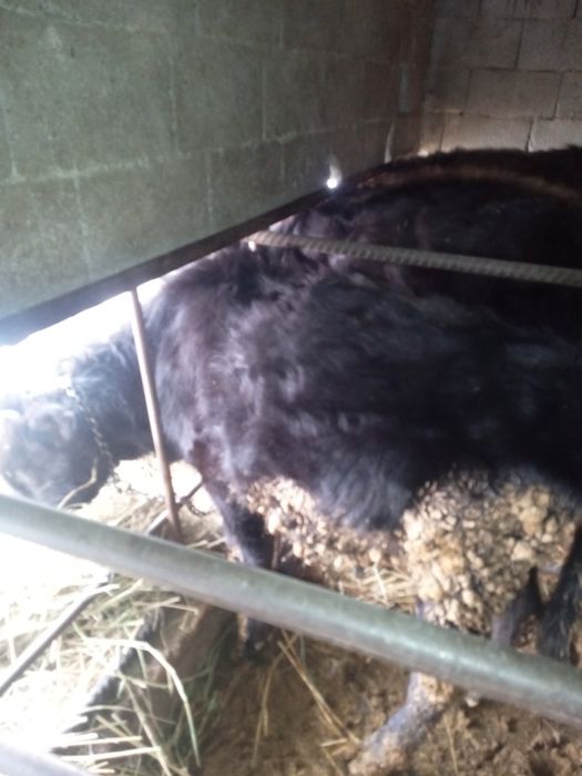 Прада бычка лечить мец