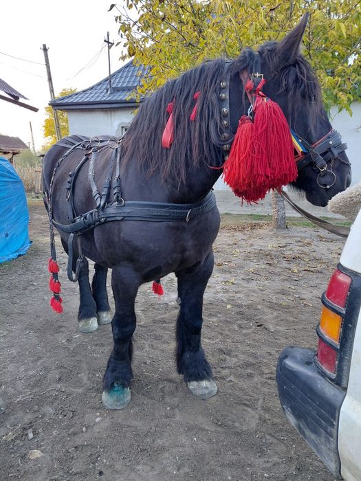 Vand manza de 4 ani