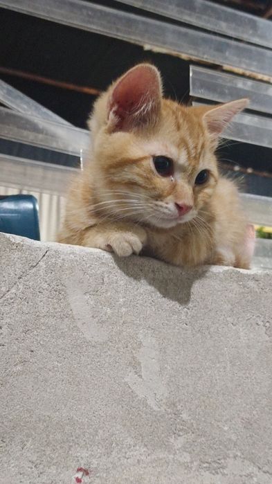 Домашние котята. Уй мушукчалар