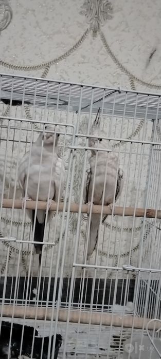 Продаются белые попугаи