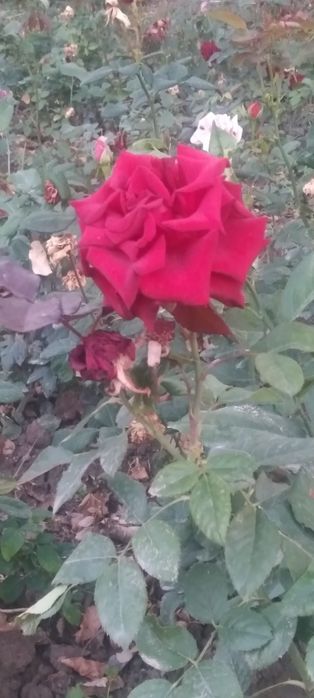 Атиргуллар хар хил ранглада