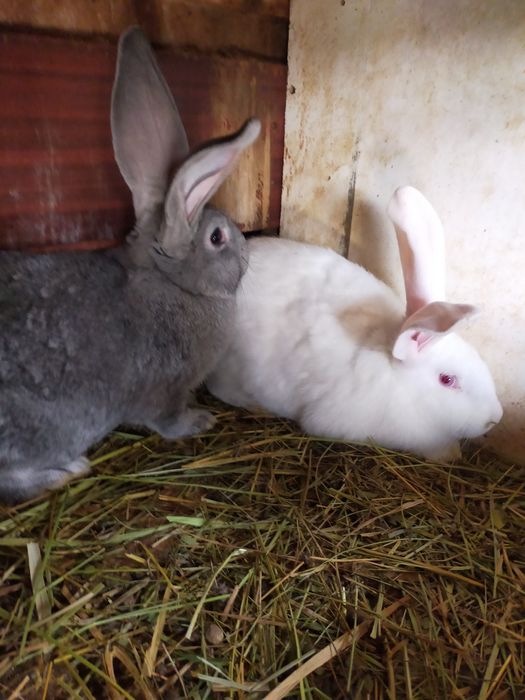 Продаются крольчата Фландер.
