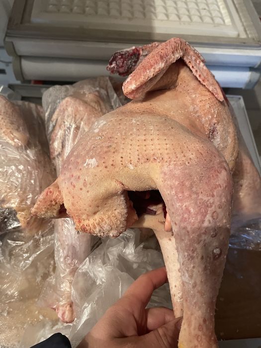 Продажа домашней птицы