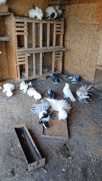 Vând porumbei diferite rase