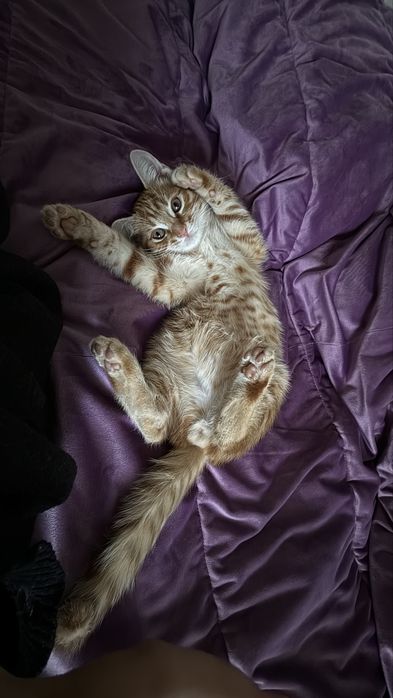 Пропал кот рыжий