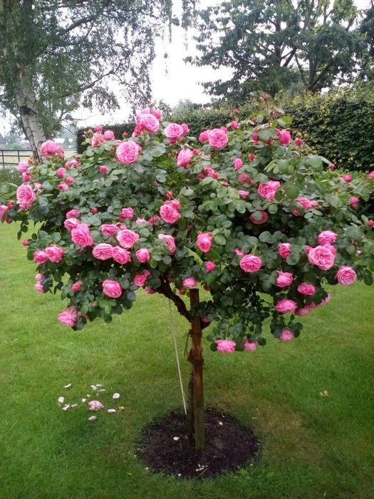 Trandafir Pomișor (Diferite Culori )