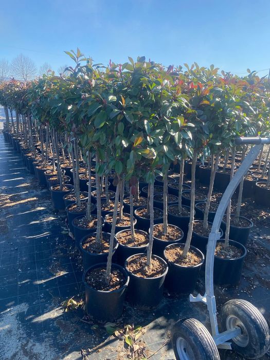 Pepiniera noastră va pune la dispoziție multe conifere