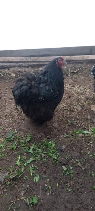 Продам кур джерсиский гигант и кохенхин