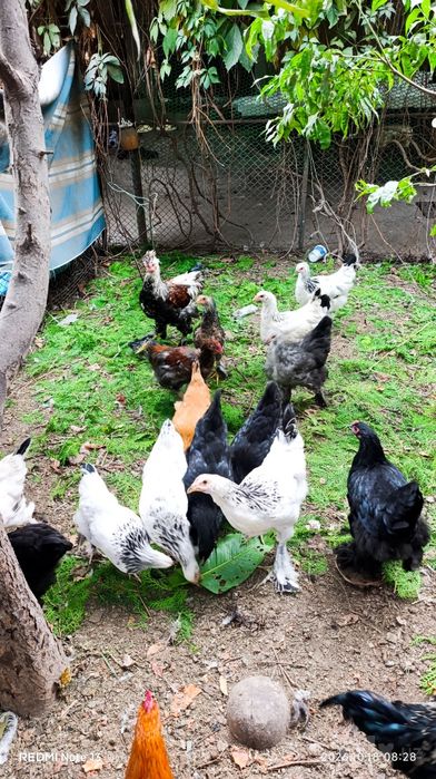 Продам курочек и петушков породы брама