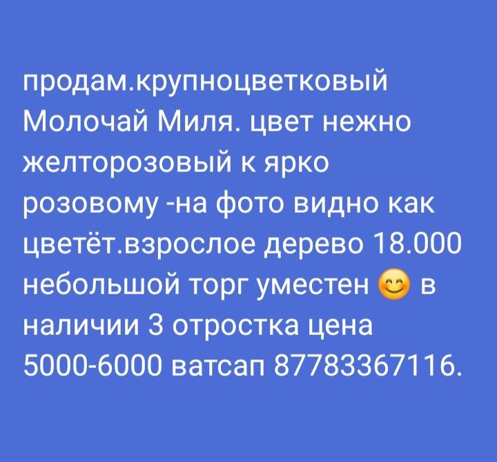 продам цветы молочай миля крупноцветный