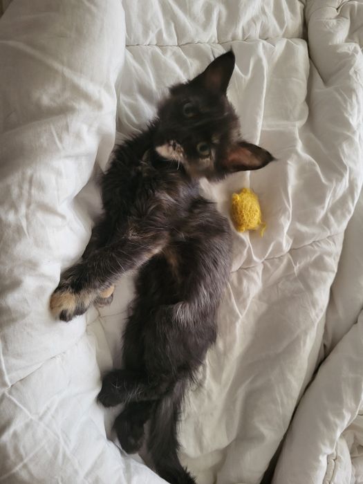 Маленький котёнок