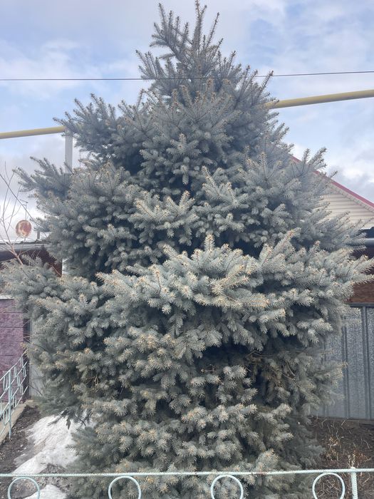 Ёлки очень кросивые.