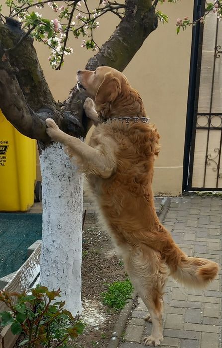 Ofer spre adopție golden retriever.