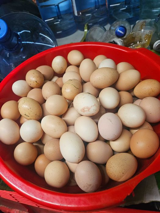 Oua de gaina de casa pentru consum,de vânzare la 1 leu bucata