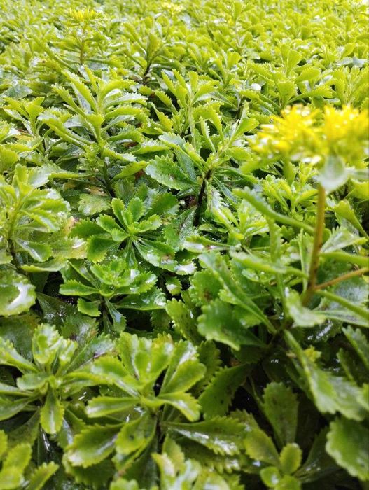 Садовый ковёр ЁЛКА