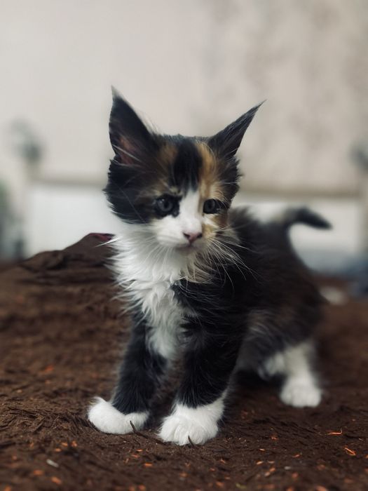 Мейн Кун девочка, королевская порода