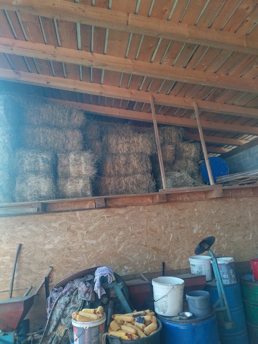 Baloti lucernă 2025