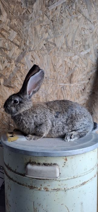 кролики серый великан