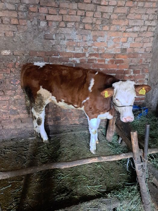 Disponibilă super vițea de 6 luni