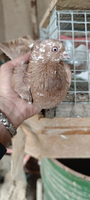 Продам голубей готовая пара