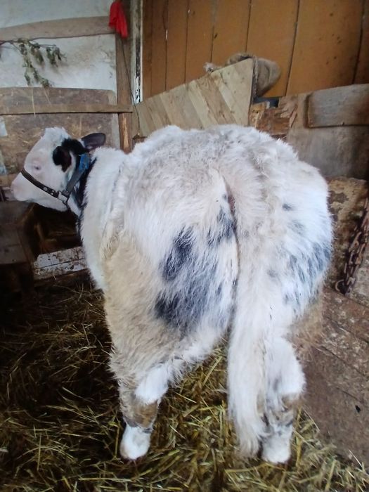 Vitel Belgian de 2 luni