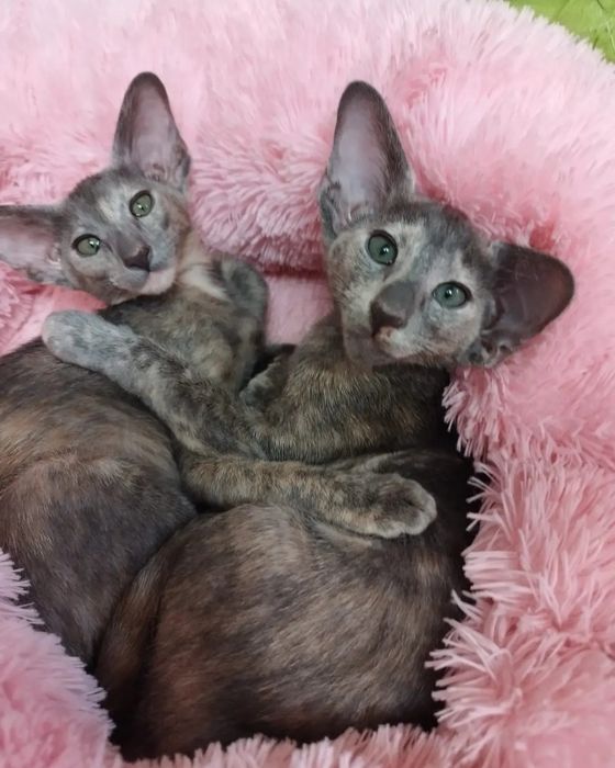 Чистокровные ! ОРИЕНТАЛЬНЫЕ котята