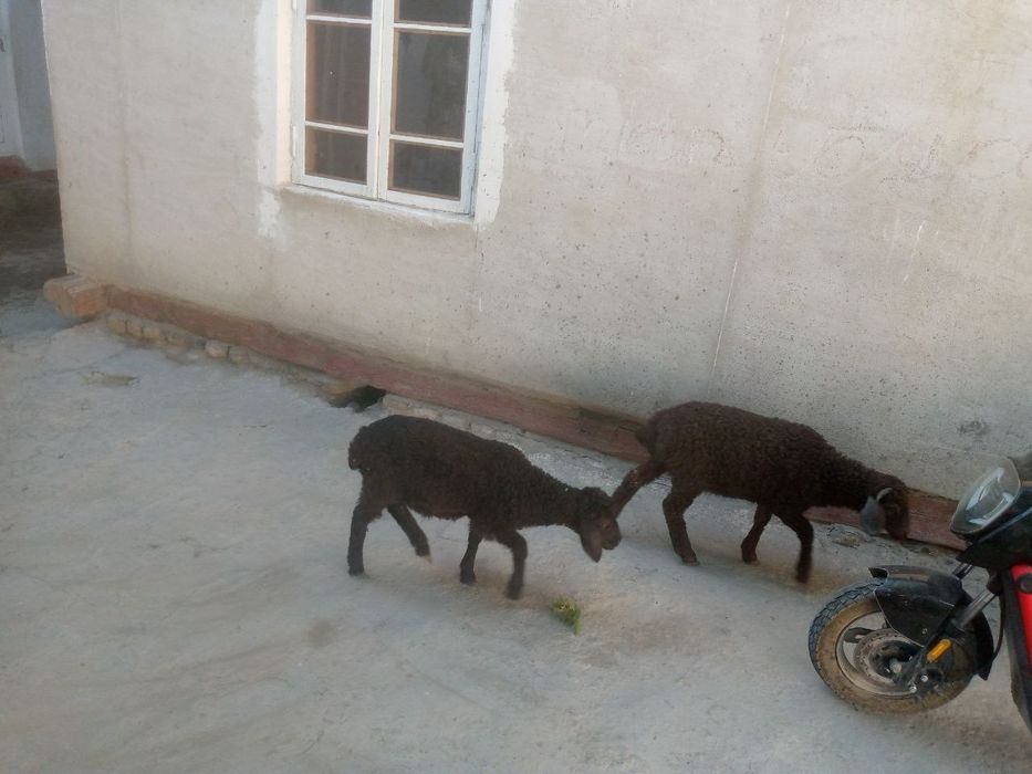 Yak nar yak moda durraga barra