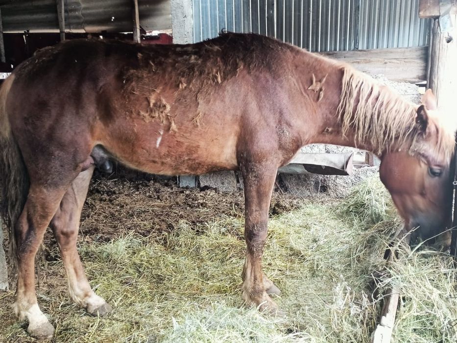 Байланған жылқы сатамын