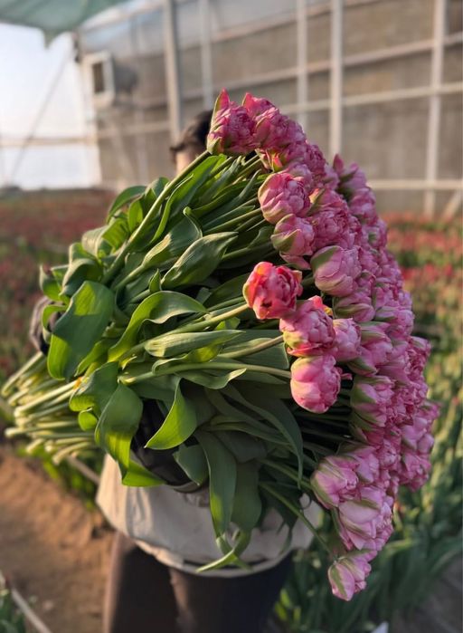 Тюльпаны пионовидные