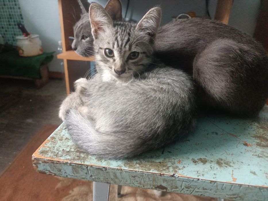 Котята ищут самых лучших родителей