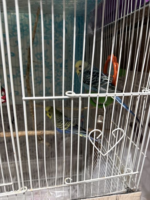 Продам попугаев