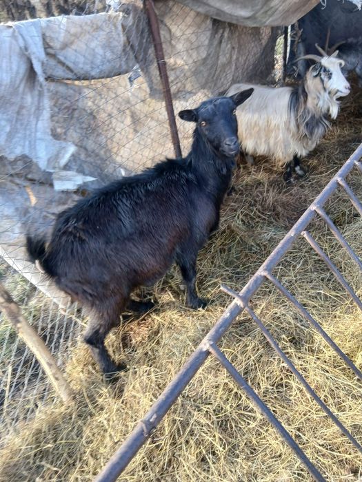 De Vânzare 4 capre una cu ied și 3 gestante