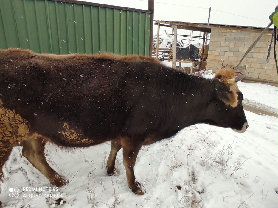 Соғымға семіз сиыр