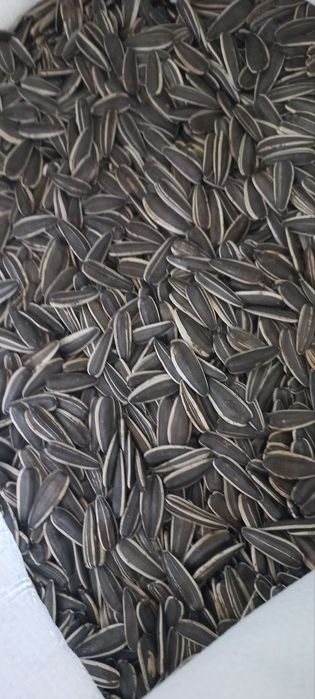 Хитой семечка 180/190