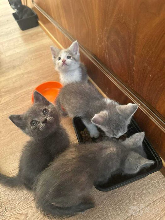 котёнки mushukchalar