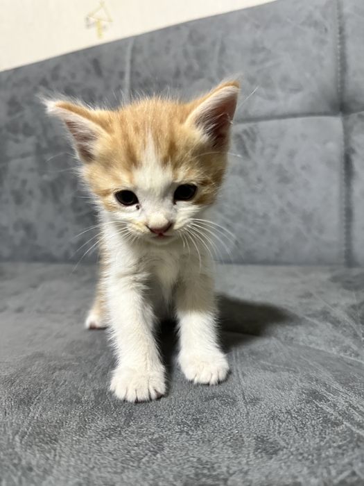 рыжий котенок мальчик