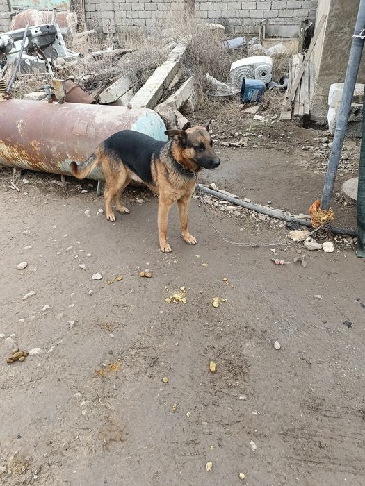 Собака немецкая овчарка