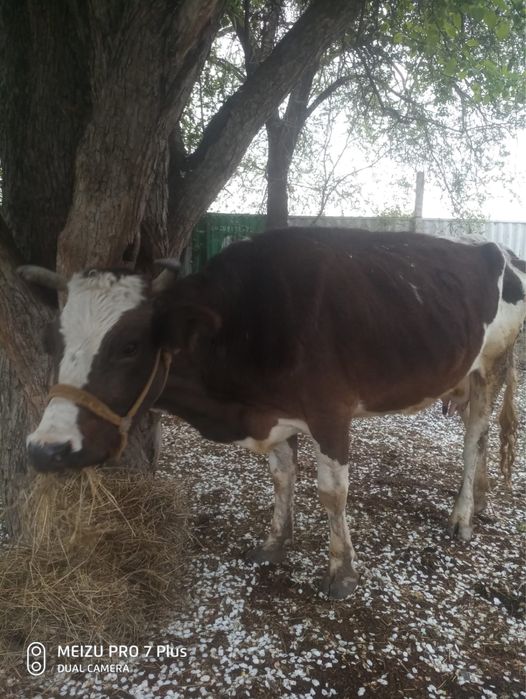 Корова чернопестрая