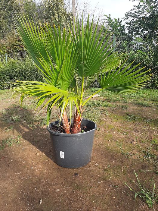 Vând palmieri Washingtonia