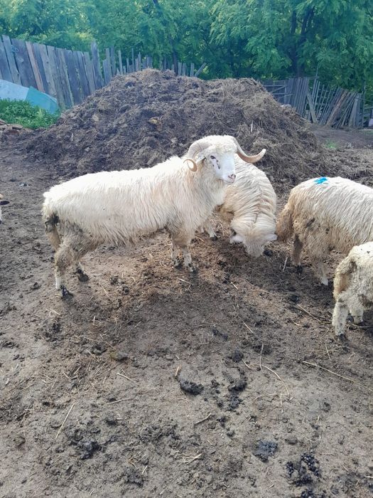 Berbec de 1 an jumate si miei din primăvara